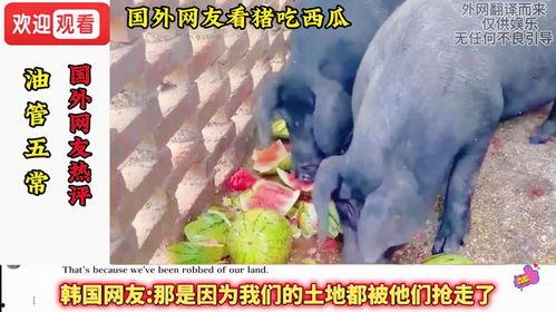 西瓜视频吃瓜猪娱乐